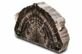 Tall Triassic Age Petrified Wood Bookends - Arizona #382169-1